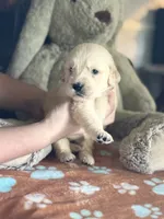 Juno, a female Golden Retriever and English Cream Golden Retriever for sale in Terrell, TX – 2 of 5