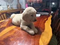 Daisy, a female Golden Retriever for sale in Terrell, TX – 7 of 7