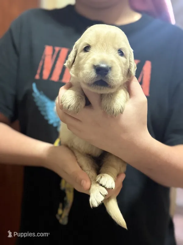 Yuki – Golden Retriever puppy for sale in Terrell, TX