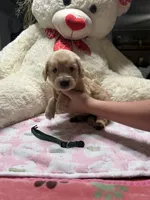 Lilly, a female Golden Retriever for sale in Terrell, TX – 4 of 6