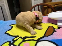 Ms.Pink, a female Golden Retriever and English Cream Golden Retriever for sale in Terrell, TX – 7 of 9