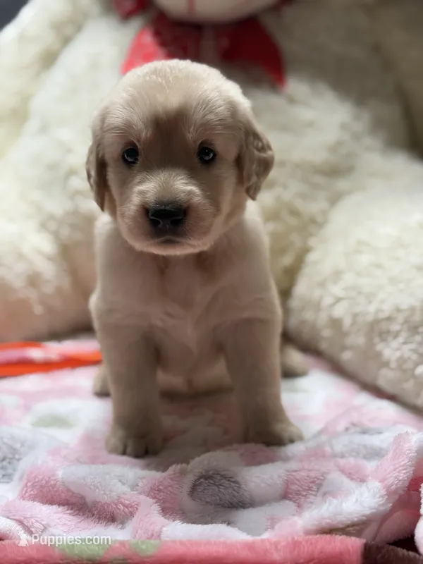 Daisy – Golden Retriever puppy for sale in Terrell, TX