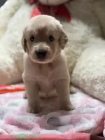 Daisy, a female Golden Retriever for sale in Terrell, TX – 1 of 6