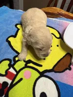 Ms.Hot pink, a female Golden Retriever and English Cream Golden Retriever for sale in Terrell, TX – 4 of 9