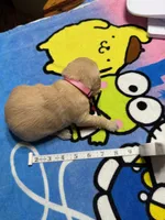 Mr.Orange, a male Golden Retriever and English Cream Golden Retriever for sale in Terrell, TX – 4 of 7