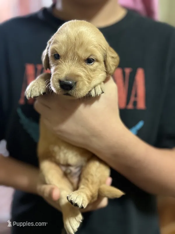 Ozzy – Golden Retriever puppy for sale in Terrell, TX