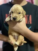 Ozzy, a male Golden Retriever for sale in Terrell, TX – 1 of 4