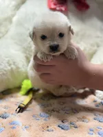 Goose, a male Golden Retriever and English Cream Golden Retriever for sale in Terrell, TX – 6 of 6
