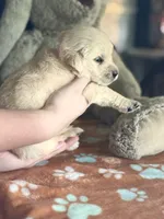 Juno, a female Golden Retriever and English Cream Golden Retriever for sale in Terrell, TX – 5 of 5