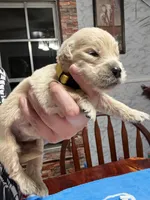 Ms. Yellow, a female Golden Retriever and English Cream Golden Retriever for sale in Terrell, TX – 6 of 9