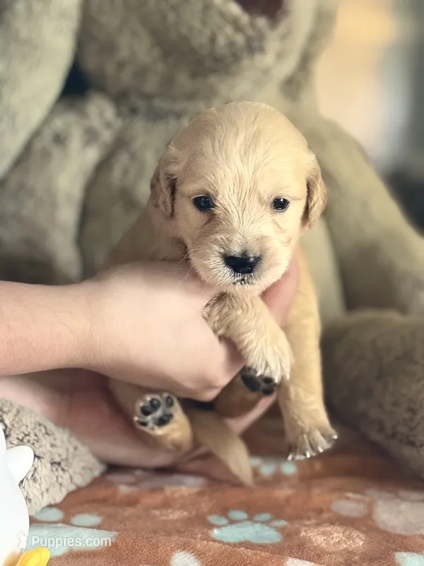 Clover – Golden Retriever, English Cream Golden Retriever puppy for sale in Terrell, TX
