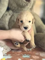Clover, a female Golden Retriever and English Cream Golden Retriever for sale in Terrell, TX – 1 of 5