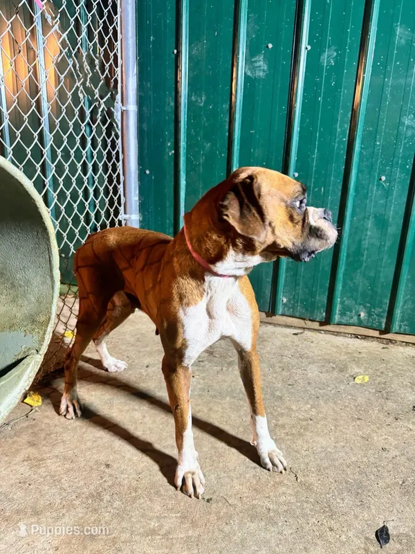 Cora – Boxer puppy for sale in Terrell, TX