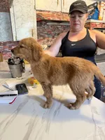 Teddy, a male Golden Retriever for sale in Terrell, TX – 2 of 4