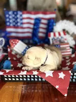 Liberty, a female Golden Retriever for sale in Terrell, TX – 3 of 3