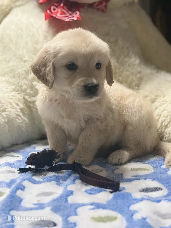 Buddy – Golden Retriever, English Cream Golden Retriever puppy for sale in Terrell, TX