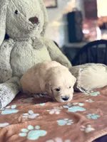 Axel, a male Golden Retriever and English Cream Golden Retriever for sale in Terrell, TX – 2 of 5