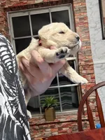 Ms.Hot pink, a female Golden Retriever and English Cream Golden Retriever for sale in Terrell, TX – 6 of 9