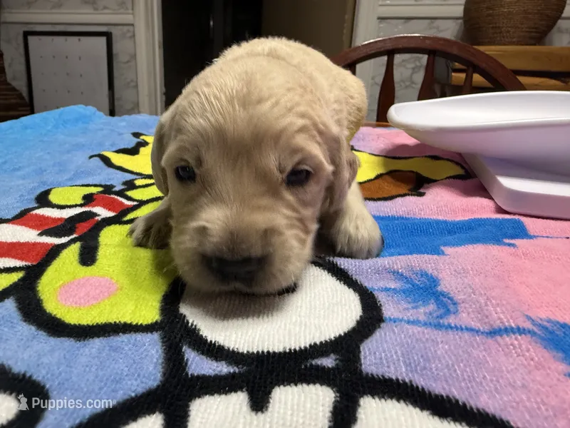 Mr.Black – Golden Retriever, English Cream Golden Retriever puppy for sale in Terrell, TX
