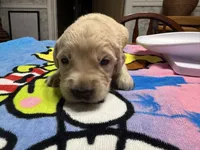 Mr.Black, a male Golden Retriever and English Cream Golden Retriever for sale in Terrell, TX – 4 of 6