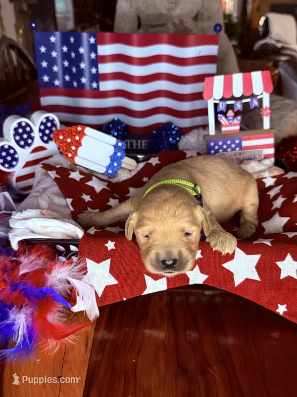 Dallas – Golden Retriever puppy for sale in Terrell, TX