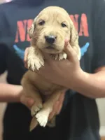 Bagels, a male Golden Retriever for sale in Terrell, TX – 2 of 6