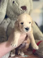 Axel, a male Golden Retriever and English Cream Golden Retriever for sale in Terrell, TX – 4 of 5