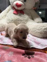 Daisy, a female Golden Retriever for sale in Terrell, TX – 3 of 6