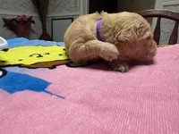 Mr.Purple, a male Golden Retriever and English Cream Golden Retriever for sale in Terrell, TX – 1 of 6