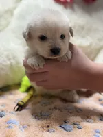 Goose, a male Golden Retriever and English Cream Golden Retriever for sale in Terrell, TX – 5 of 6
