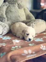 Daisy, a female Golden Retriever and English Cream Golden Retriever for sale in Terrell, TX – 4 of 5