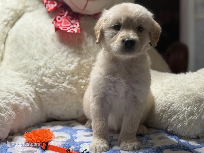 Athena – Golden Retriever, English Cream Golden Retriever puppy for sale in Terrell, TX