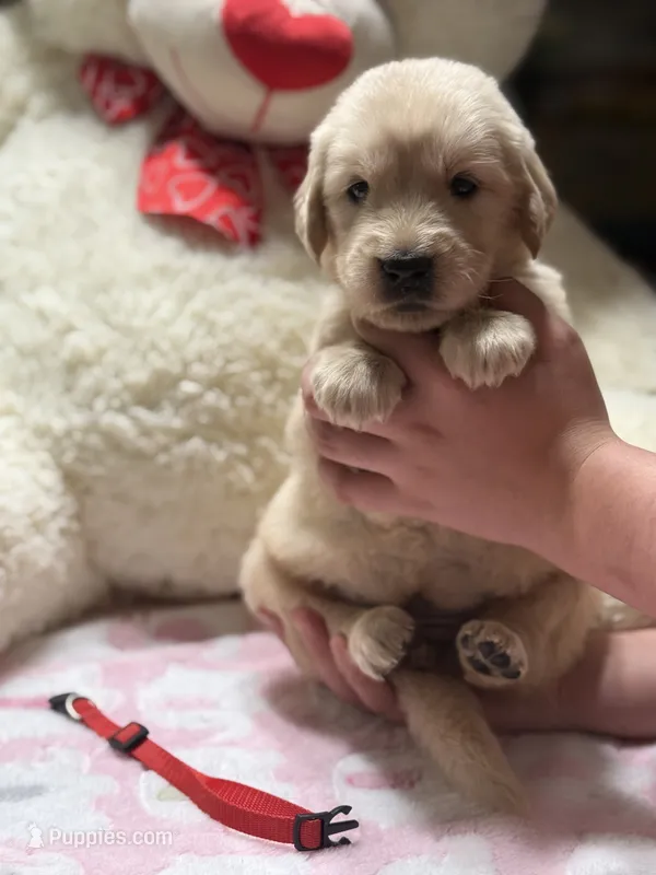 Yuki – Golden Retriever puppy for sale in Terrell, TX