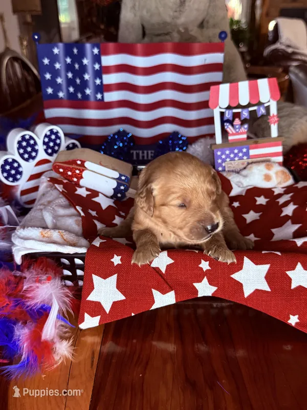 Teddy – Golden Retriever puppy for sale in Terrell, TX
