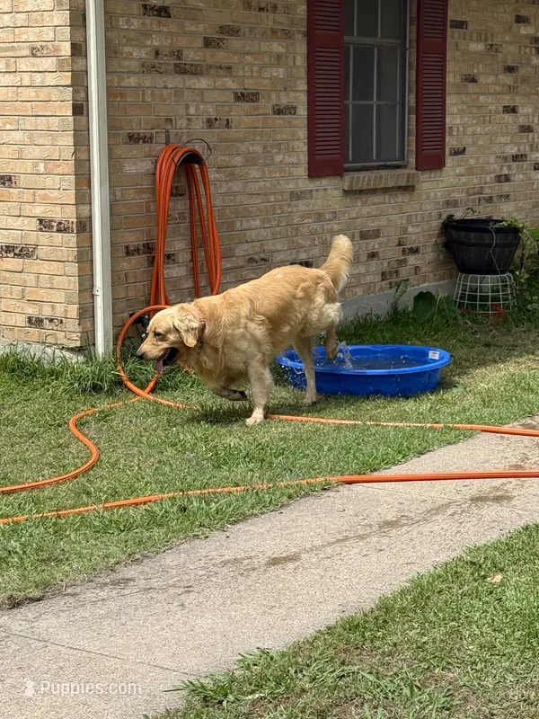 FULL AKC LIGHTNING – Golden Retriever puppy for sale in Terrell, TX