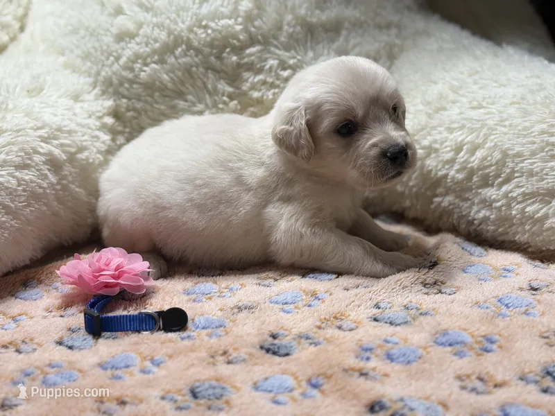 Titan – Golden Retriever, English Cream Golden Retriever puppy for sale in Terrell, TX