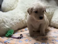 Athena, a female Golden Retriever and English Cream Golden Retriever for sale in Terrell, TX – 8 of 8