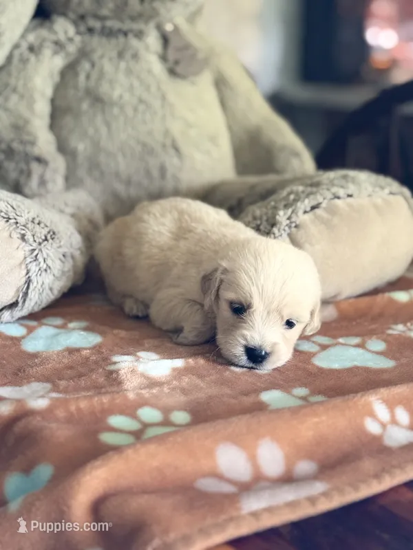 Daisy – Golden Retriever, English Cream Golden Retriever puppy for sale in Terrell, TX