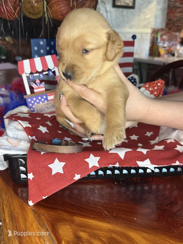 Gunner – Golden Retriever puppy for sale in Terrell, TX