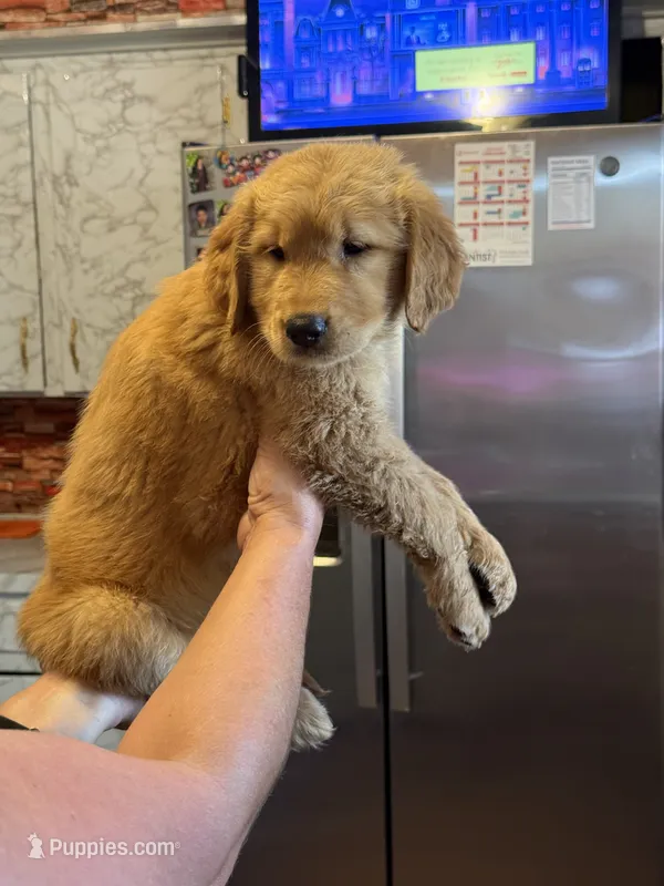 Teddy – Golden Retriever puppy for sale in Terrell, TX