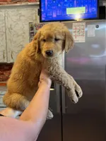 Teddy, a male Golden Retriever for sale in Terrell, TX – 1 of 4