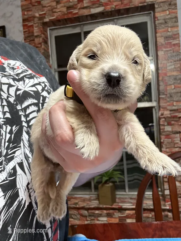 Ms. Yellow – Golden Retriever, English Cream Golden Retriever puppy for sale in Terrell, TX