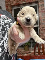 Ms. Yellow, a female Golden Retriever and English Cream Golden Retriever for sale in Terrell, TX – 1 of 9