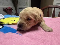 Mr.Purple, a male Golden Retriever and English Cream Golden Retriever for sale in Terrell, TX – 5 of 6