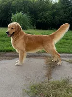 Ozzy, a male Golden Retriever for sale in Terrell, TX – 4 of 4