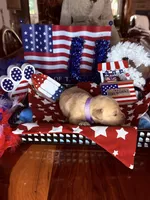 Betsy, a female Golden Retriever for sale in Terrell, TX – 4 of 5