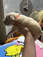 Mr.Orange, a male Golden Retriever and English Cream Golden Retriever for sale in Terrell, TX – 7 of 7