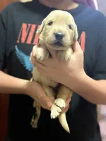 Yuki, a female Golden Retriever for sale in Terrell, TX – 3 of 5