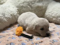 Dolly, a female Golden Retriever and English Cream Golden Retriever for sale in Terrell, TX – 2 of 3