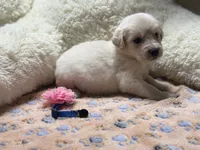 Titan, a male Golden Retriever and English Cream Golden Retriever for sale in Terrell, TX – 5 of 5